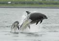 Dolphins in Moray Firth